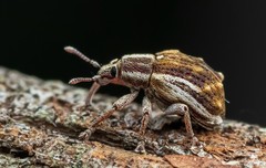 Iptergonus bifurcatus