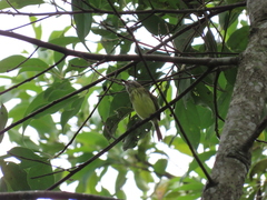 Hemitriccus striaticollis