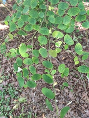 Huangtcia