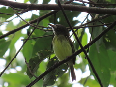 Hemitriccus striaticollis