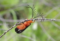 Pterotus obscuripennis