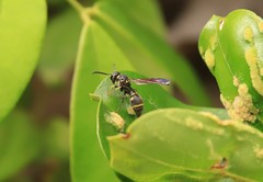 Apodynerus formosensis