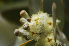 Eucalyptus pleurocarpa