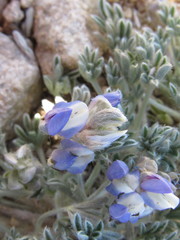 Lupinus breweri