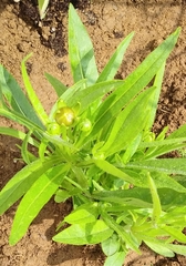 Coreopsis lanceolata