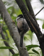 Poecile atricapillus