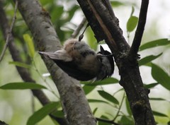 Poecile atricapillus