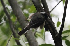 Poecile atricapillus