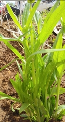 Coreopsis lanceolata