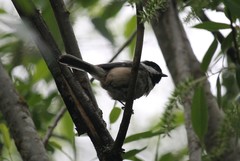 Poecile atricapillus