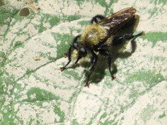 Laphria flavicollis