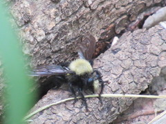 Laphria flavicollis