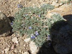 Lupinus breweri