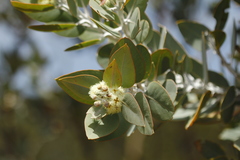 Eucalyptus pleurocarpa