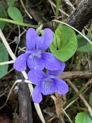Viola howellii