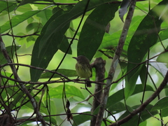 Hemitriccus striaticollis