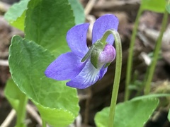 Viola howellii