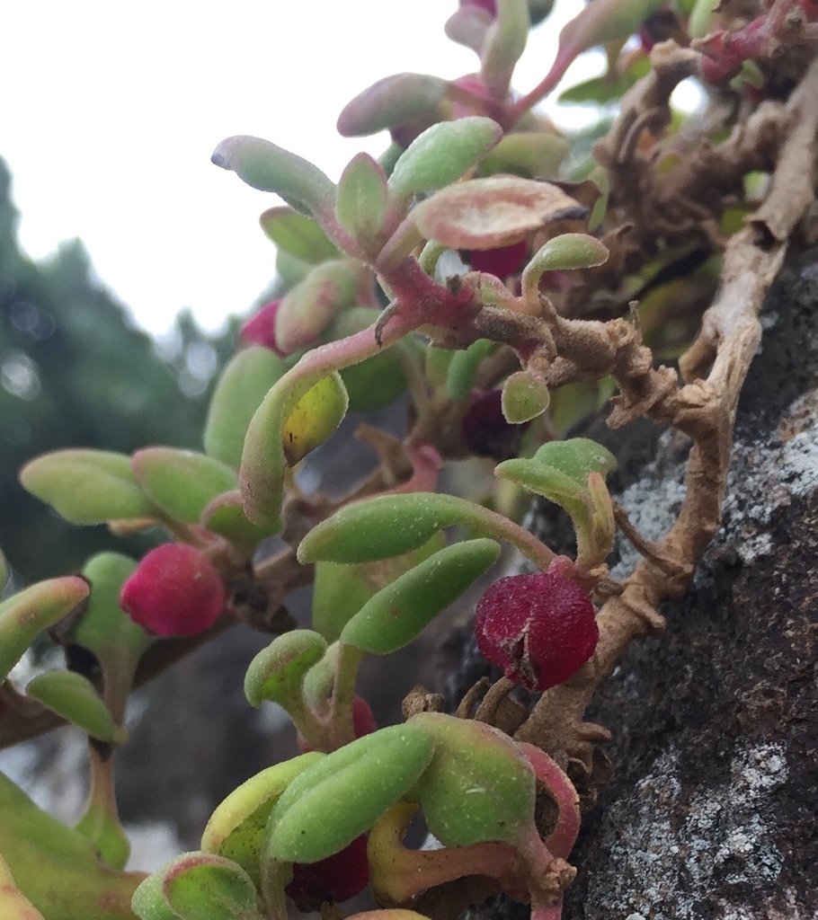 Seacorals from Paritutu Centennial Park, Spotswood, Taranaki, NZ on
