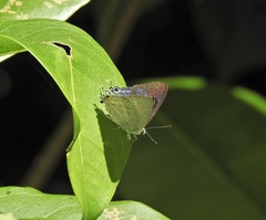 Hypolycaena phorbas