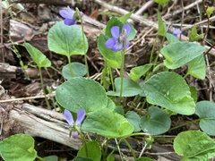 Viola howellii