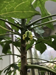 Vasconcellea heilbornii