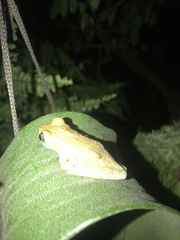 Trachycephalus vermiculatus