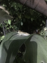 Trachycephalus vermiculatus