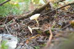 Clitocybe deceptiva