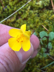 Erythranthe microphylla