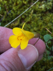 Erythranthe microphylla