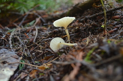 Clitocybe deceptiva