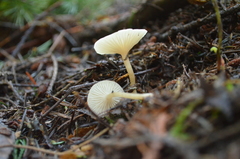 Clitocybe deceptiva
