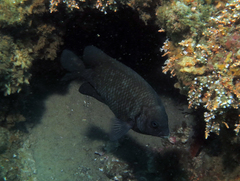 Parma oligolepis