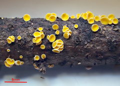 Lachnellula subtilissima