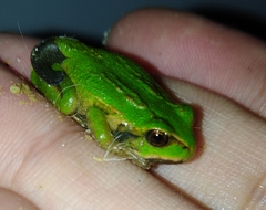 Gastrotheca