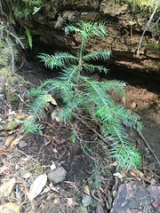 Abies flinckii