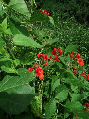 Phaseolus coccineus