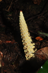 Lophophytum pyramidale