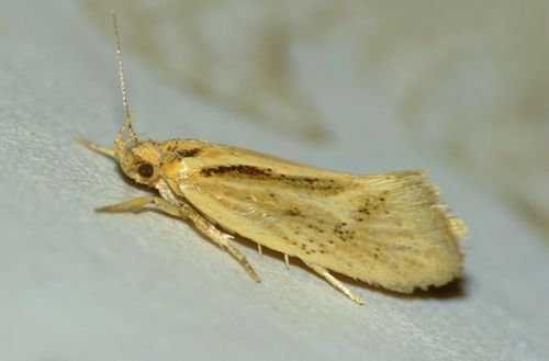 Tingena chloradelpha (Meyrick, 1905)