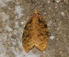 Polyortha