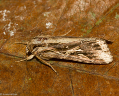 Spodoptera androgea