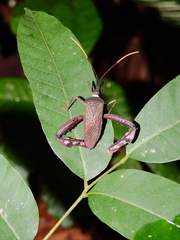 Acanthocephalini