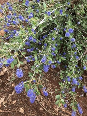 Ceanothus lemmonii