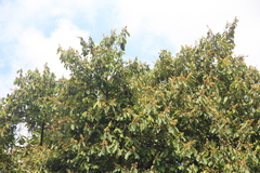 Mallotus paniculatus