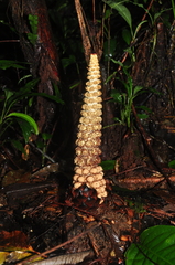 Lophophytum pyramidale