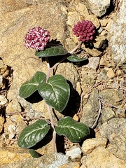 Asclepias solanoana