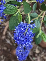 Ceanothus lemmonii