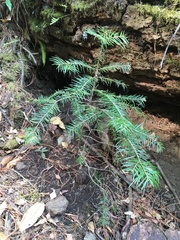 Abies flinckii