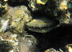 Pinnidae