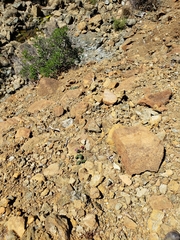 Asclepias solanoana